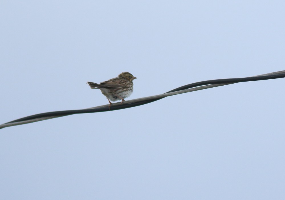 Savannah Sparrow - ML181115911