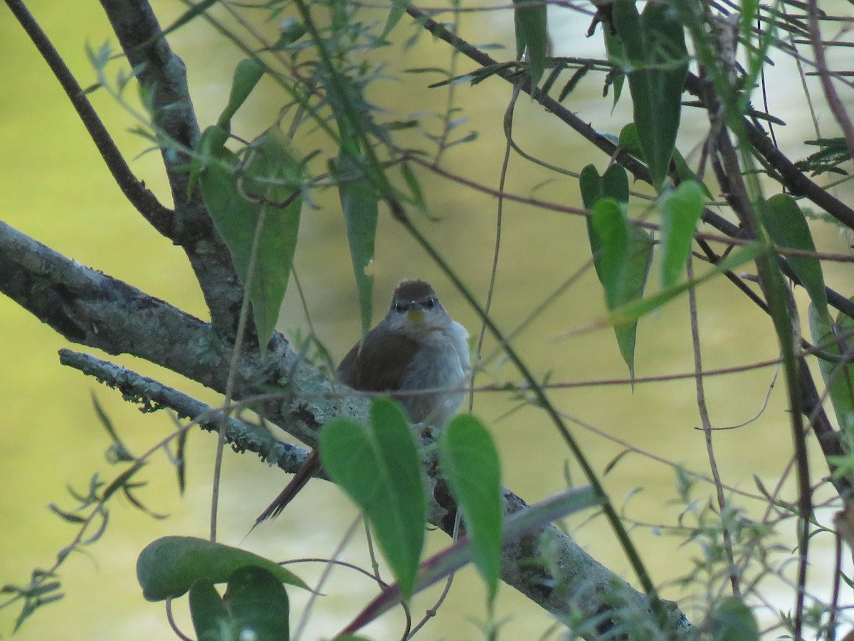 Yellow-chinned Spinetail - ML181126121