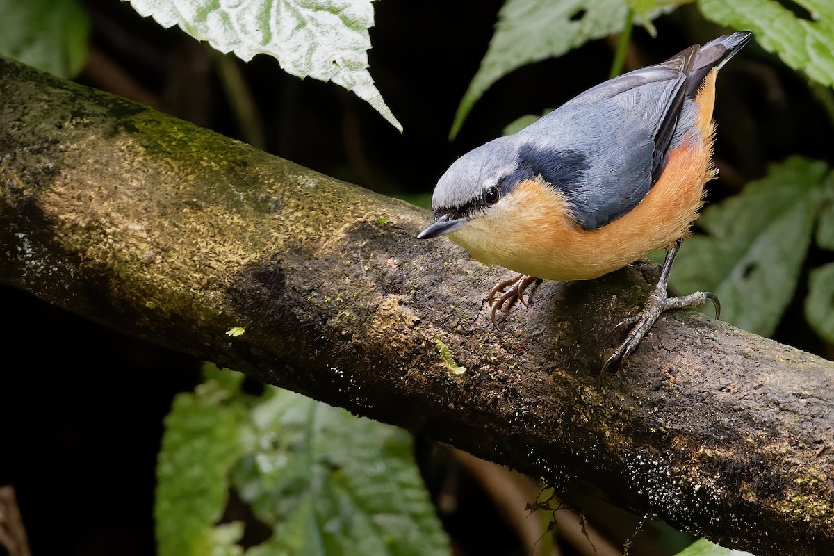 White-tailed Nuthatch - Vincent Wang