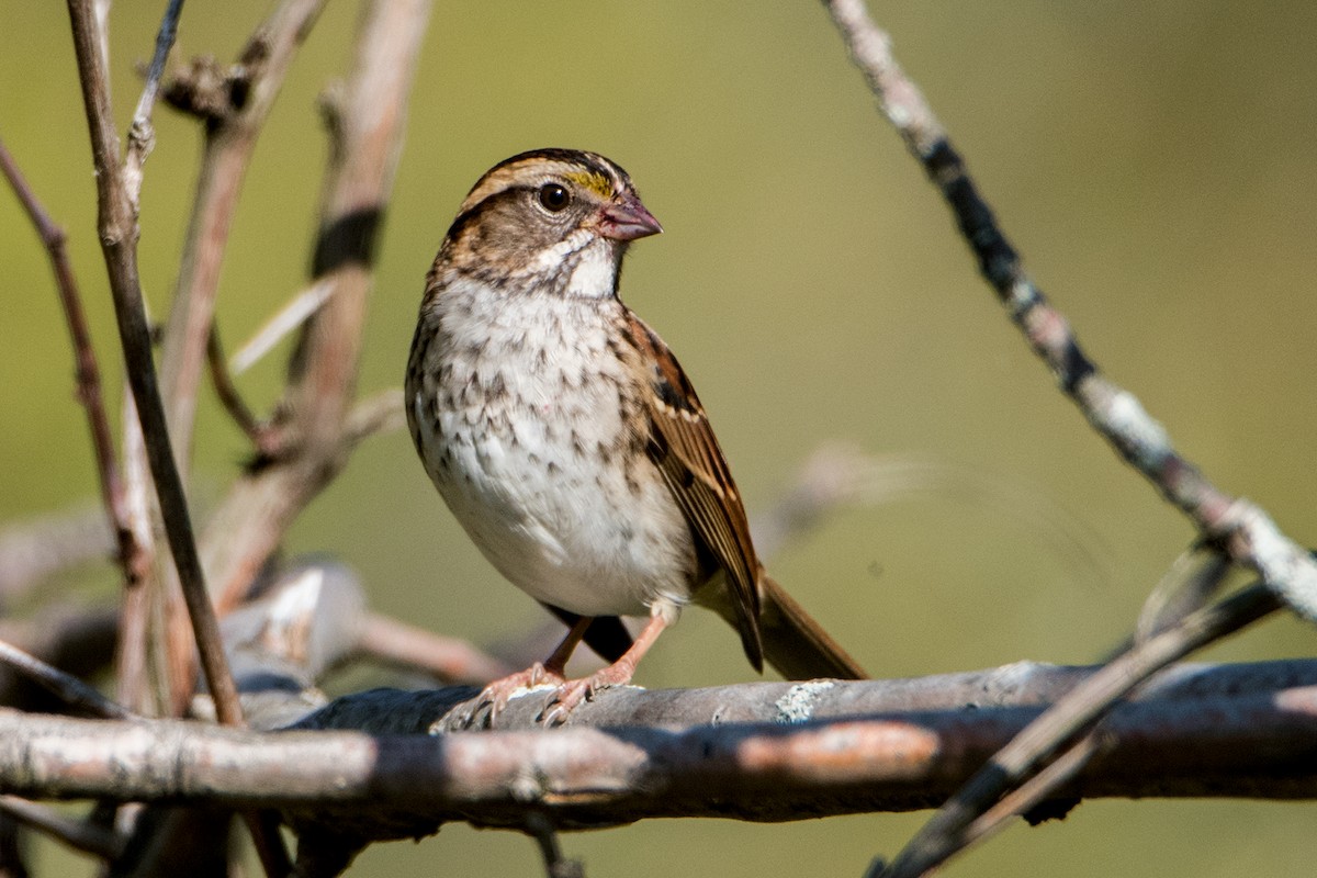 White-throated Sparrow - ML181127911