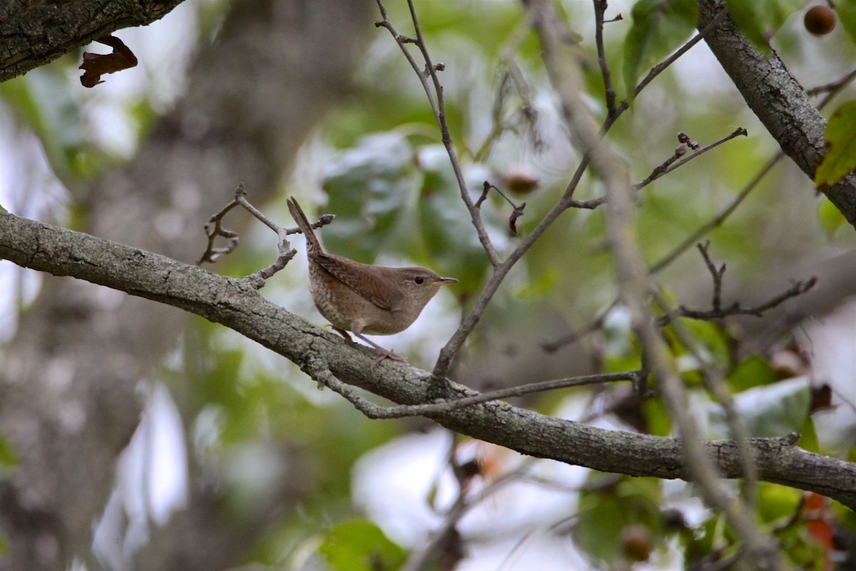 House Wren - Vickie Baily