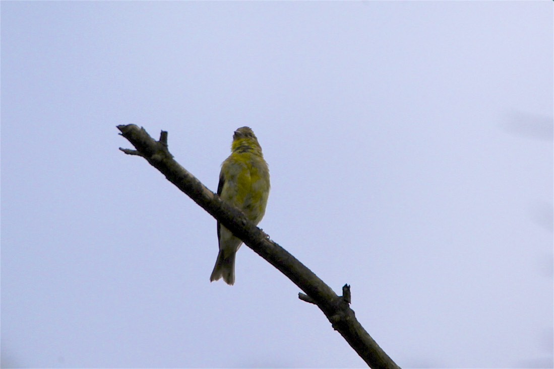 American Goldfinch - Vickie Baily