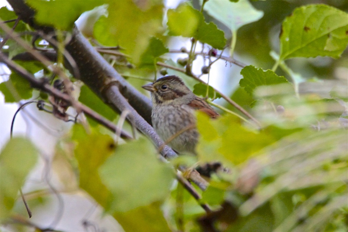 Swamp Sparrow - ML181131631