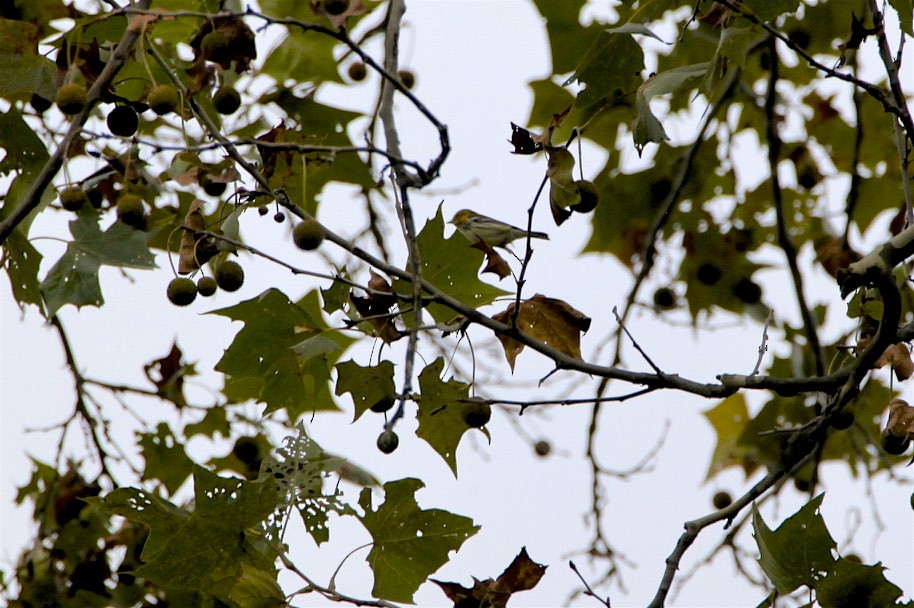 Black-throated Green Warbler - ML181131651
