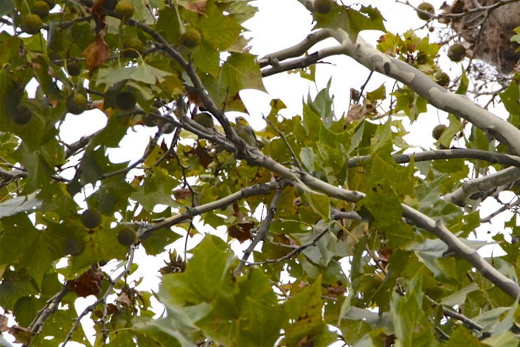 Black-throated Green Warbler - ML181131661