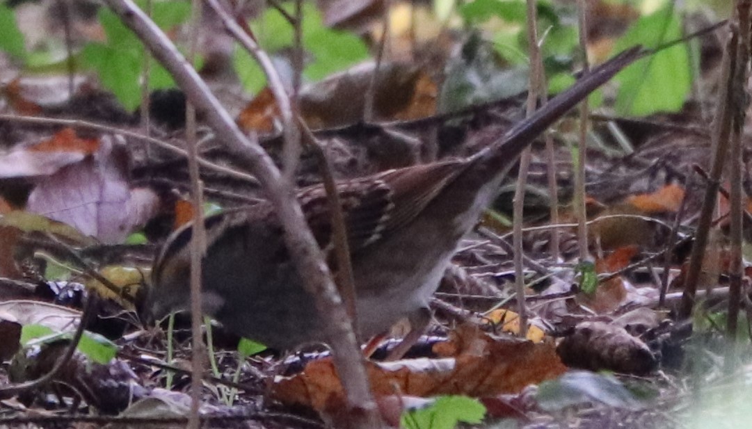 White-throated Sparrow - ML181138861