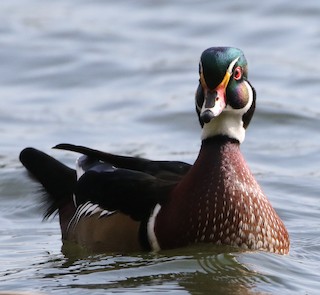 Wood Duck, ML181142871
