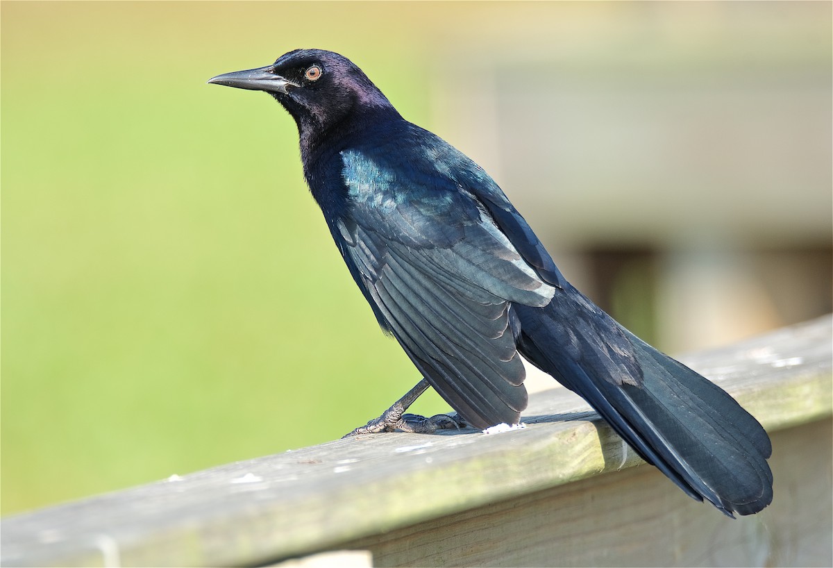 Boat-tailed Grackle - ML181143741