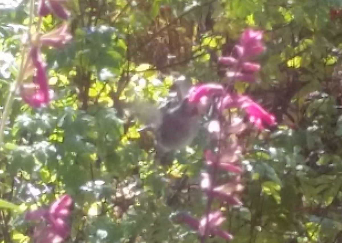 Anna's Hummingbird - ML181151171