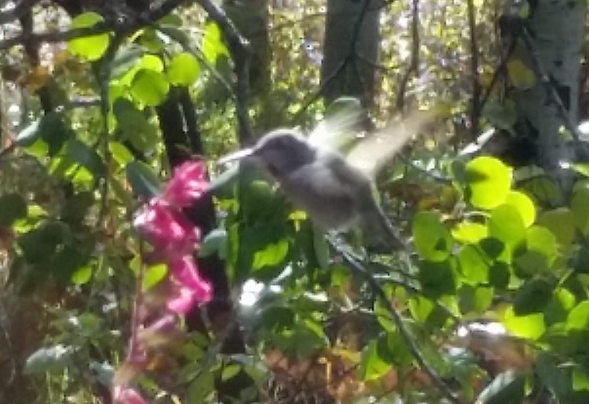 Anna's Hummingbird - ML181151181