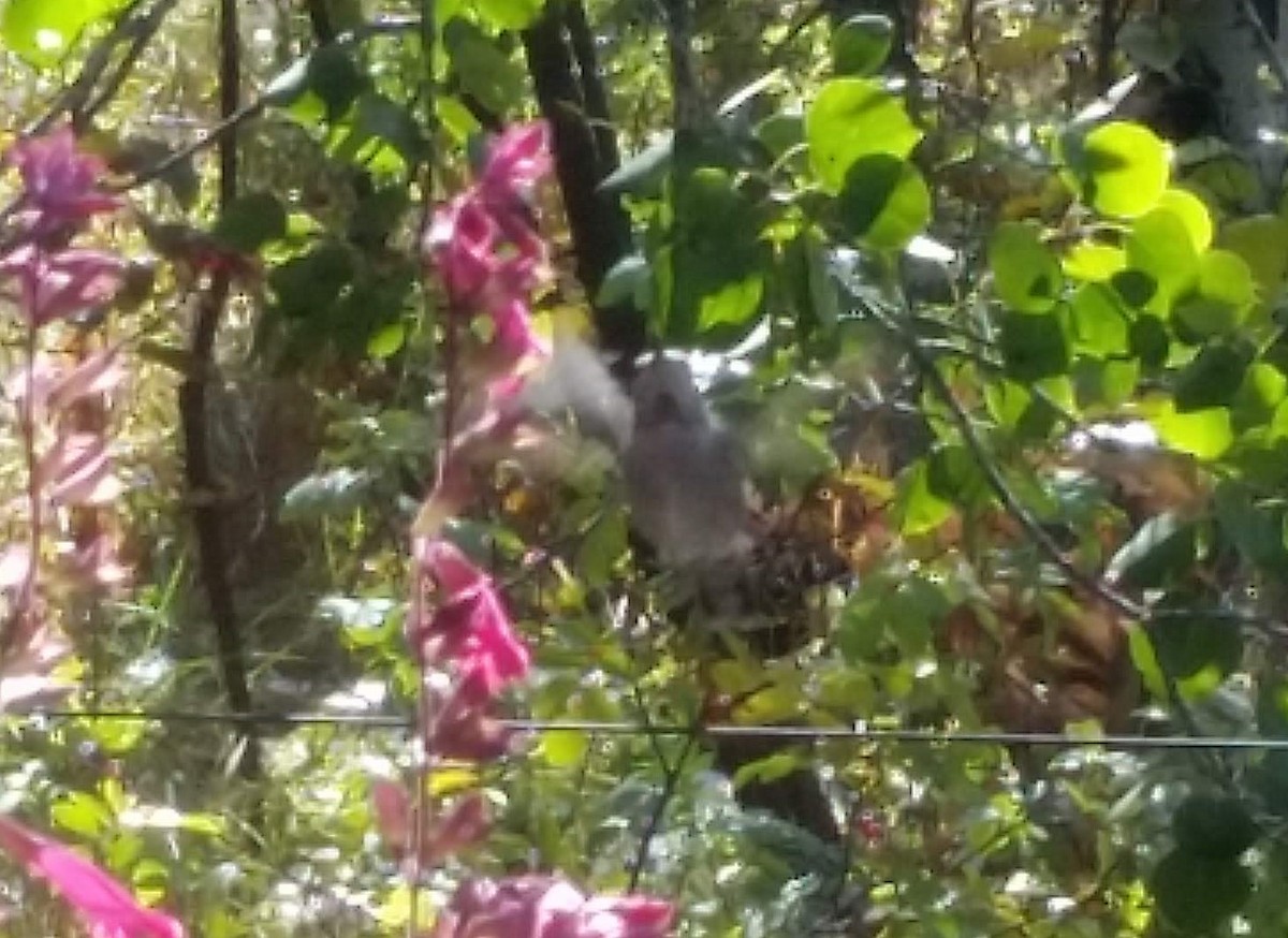 Anna's Hummingbird - ML181151201