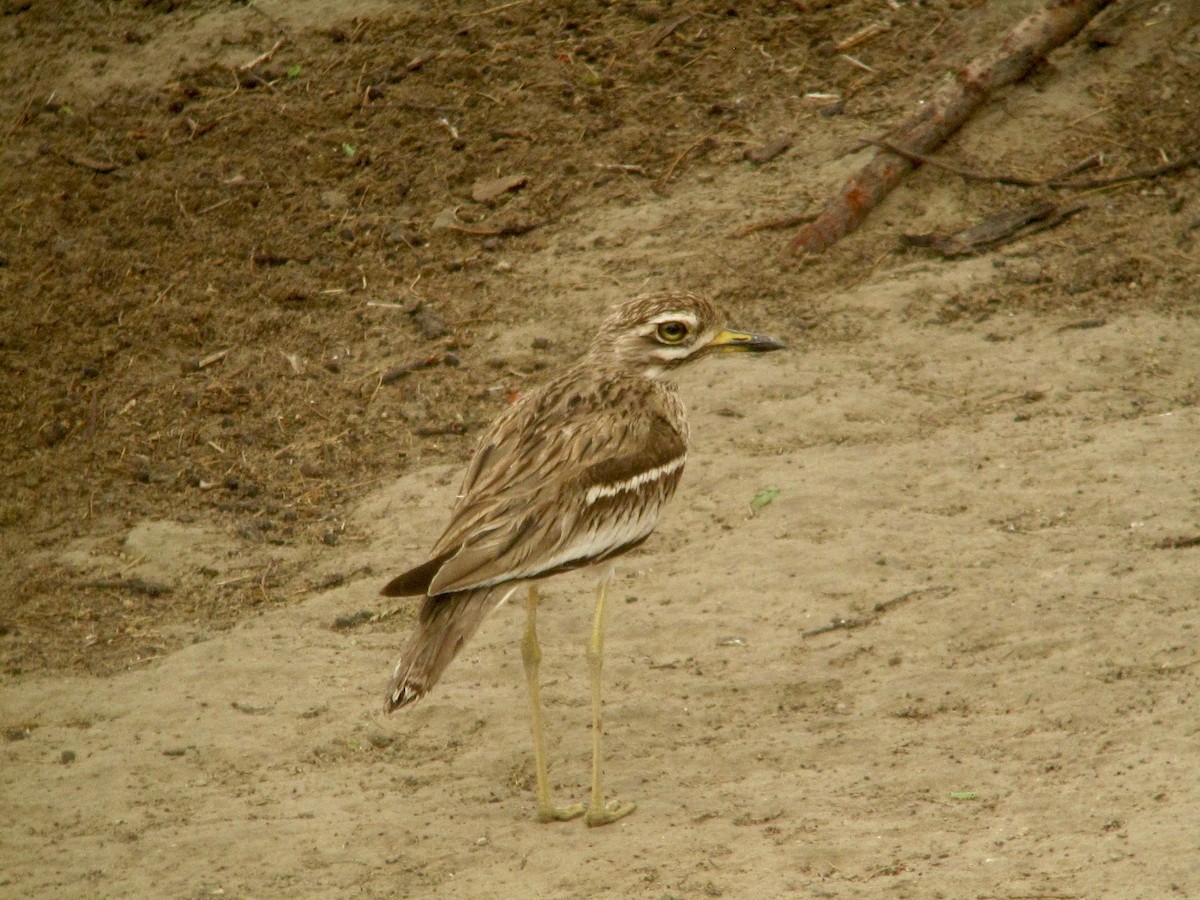 Indian Thick-knee - ML181153251