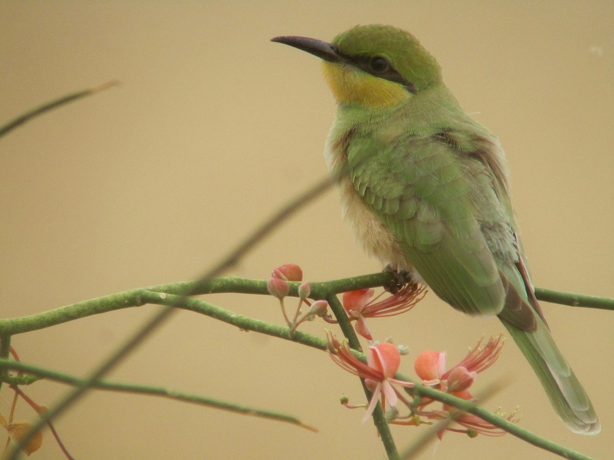 Asian Green Bee-eater - ML181153291