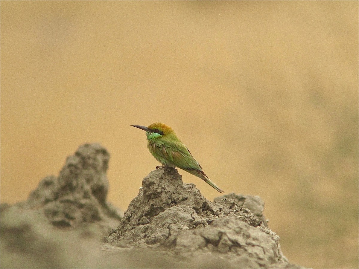 Asian Green Bee-eater - ML181153301