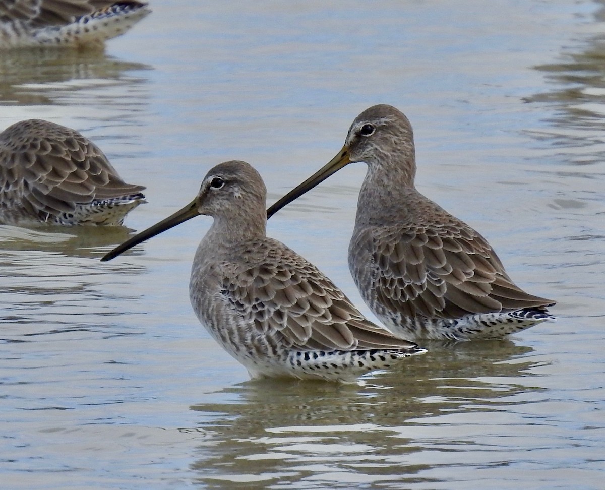 Long-billed Dowitcher - ML181157491