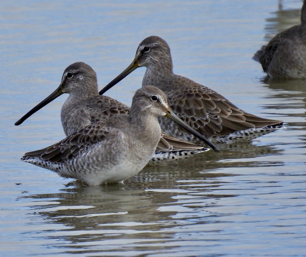 Long-billed Dowitcher - ML181157521