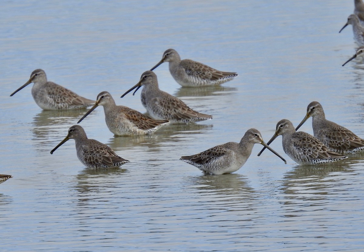 Long-billed Dowitcher - ML181157531