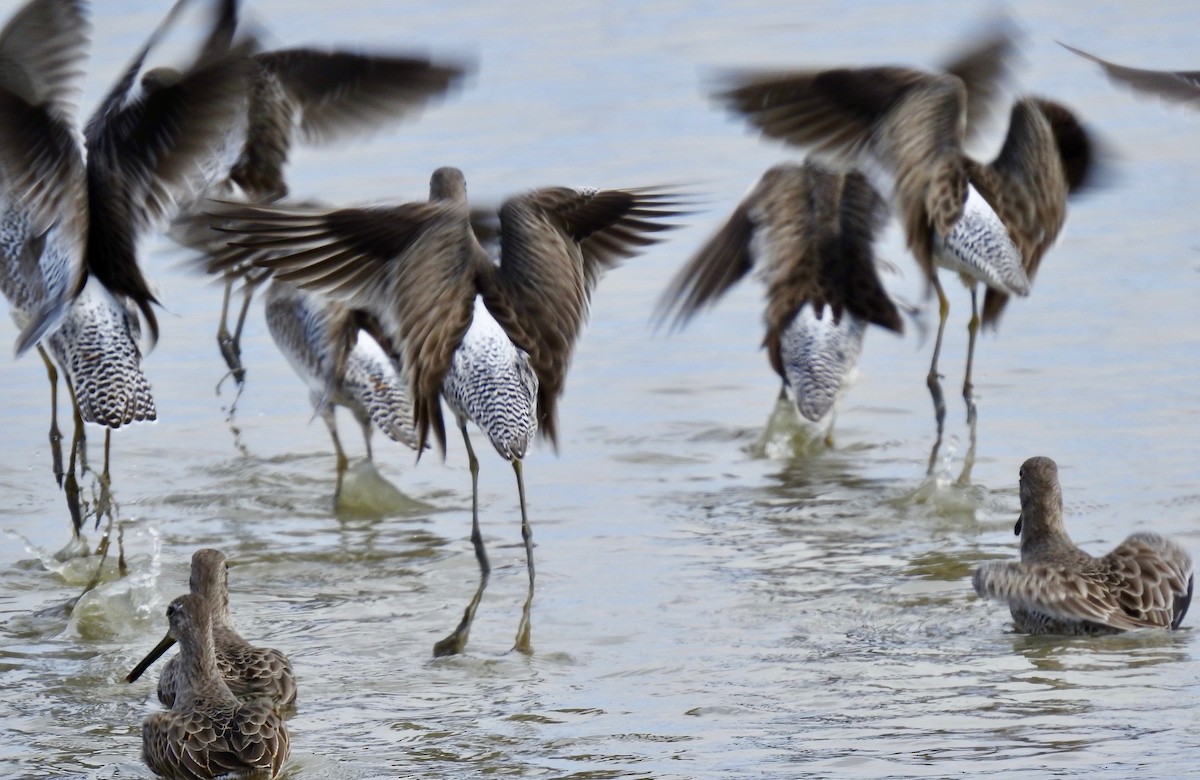 Long-billed Dowitcher - ML181157541