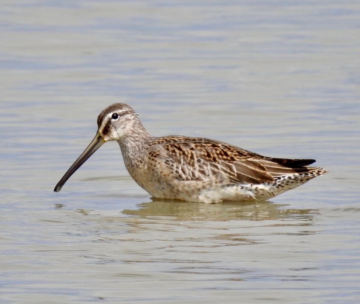 Long-billed Dowitcher - ML181157921