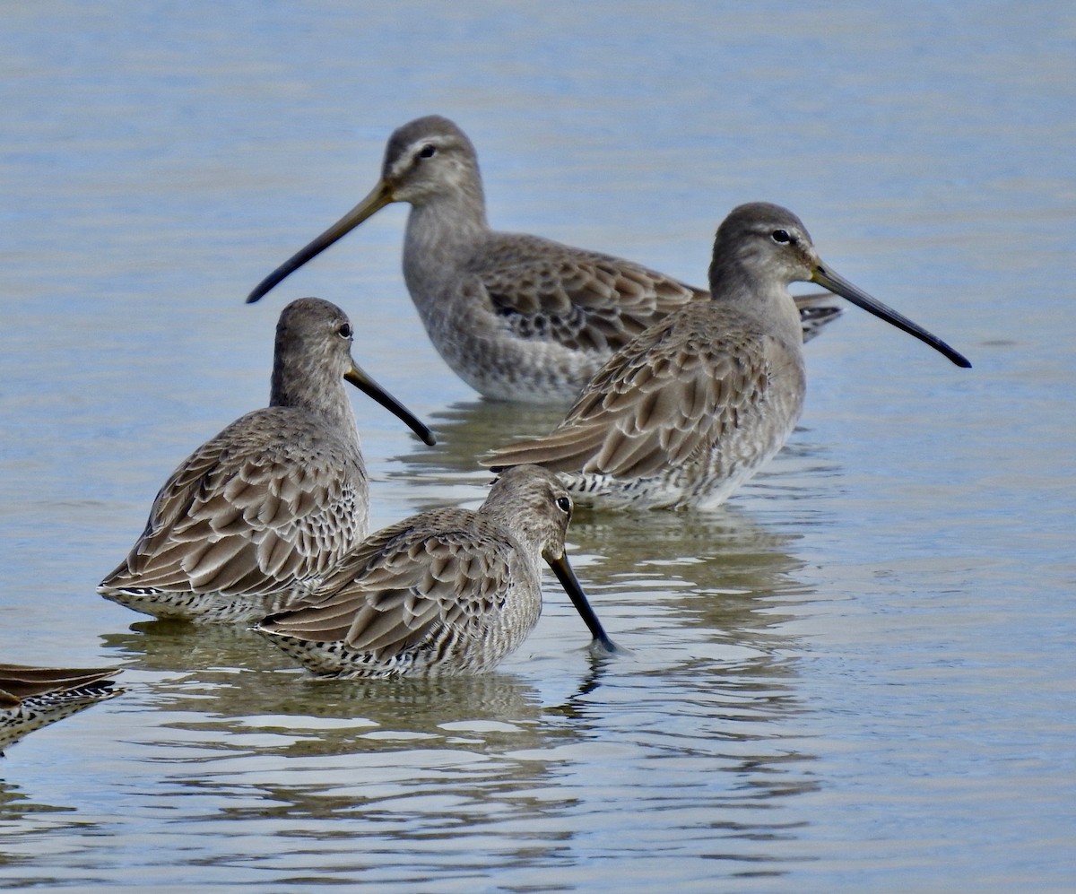Long-billed Dowitcher - ML181157951