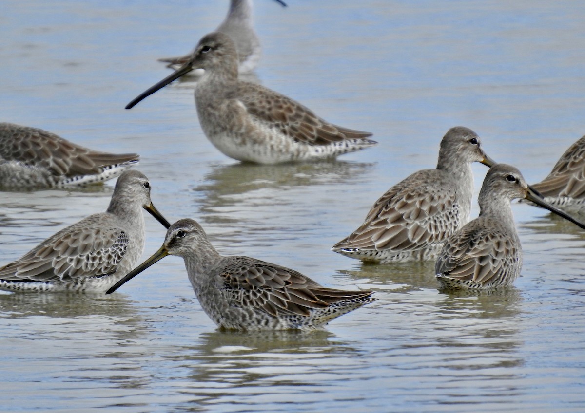 Long-billed Dowitcher - ML181157961