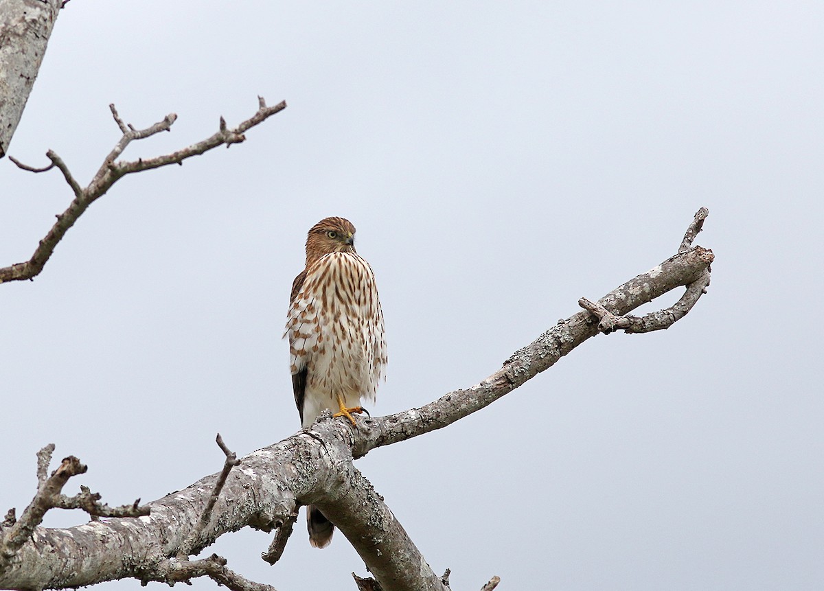 Cooper's Hawk - Marie O'Shaughnessy
