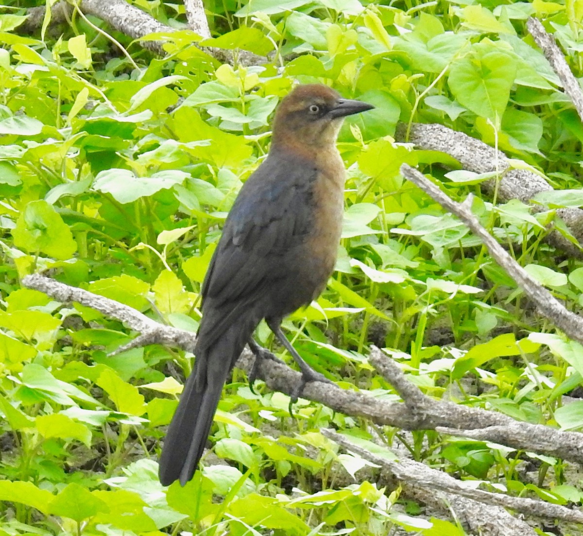 Great-tailed Grackle - ML181160001