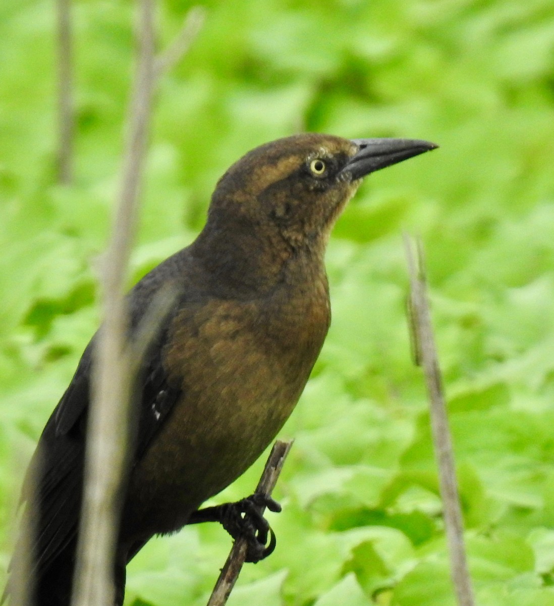 Great-tailed Grackle - ML181160011