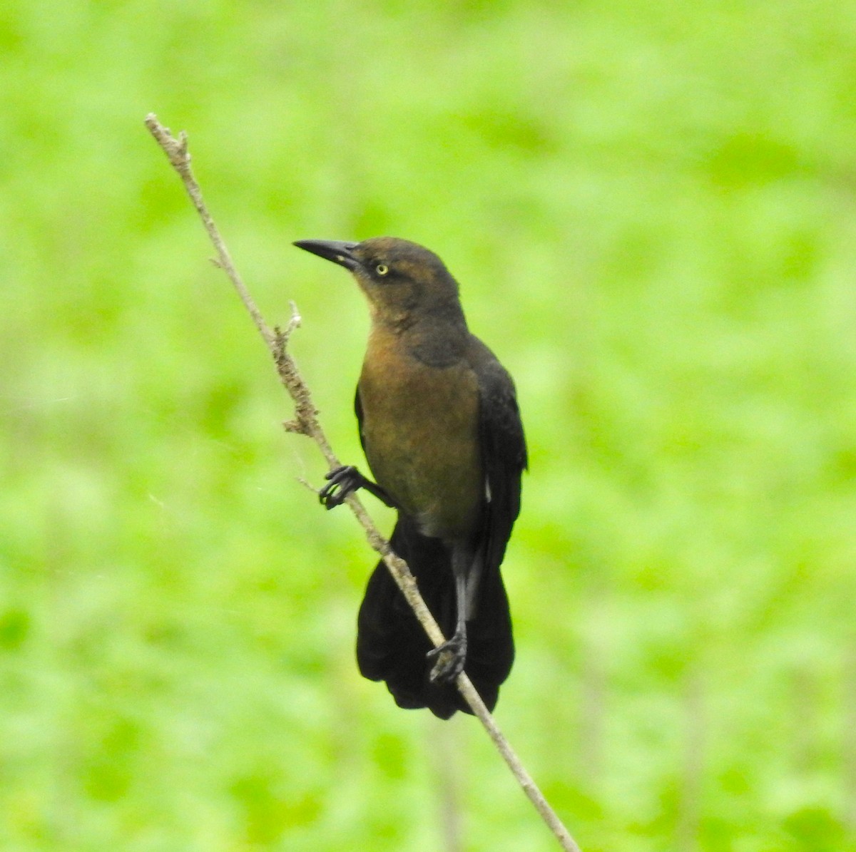 Great-tailed Grackle - ML181160021