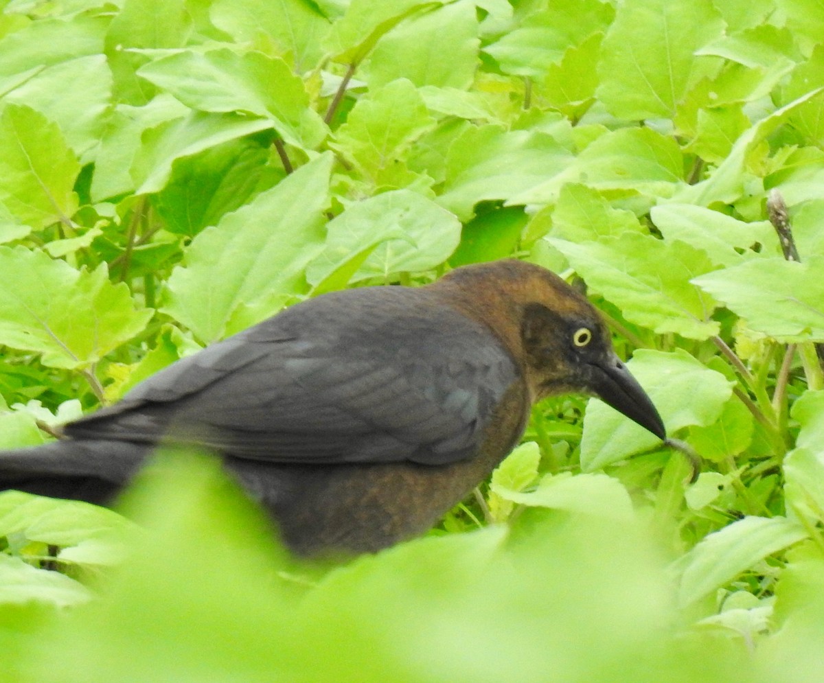 Great-tailed Grackle - ML181160031