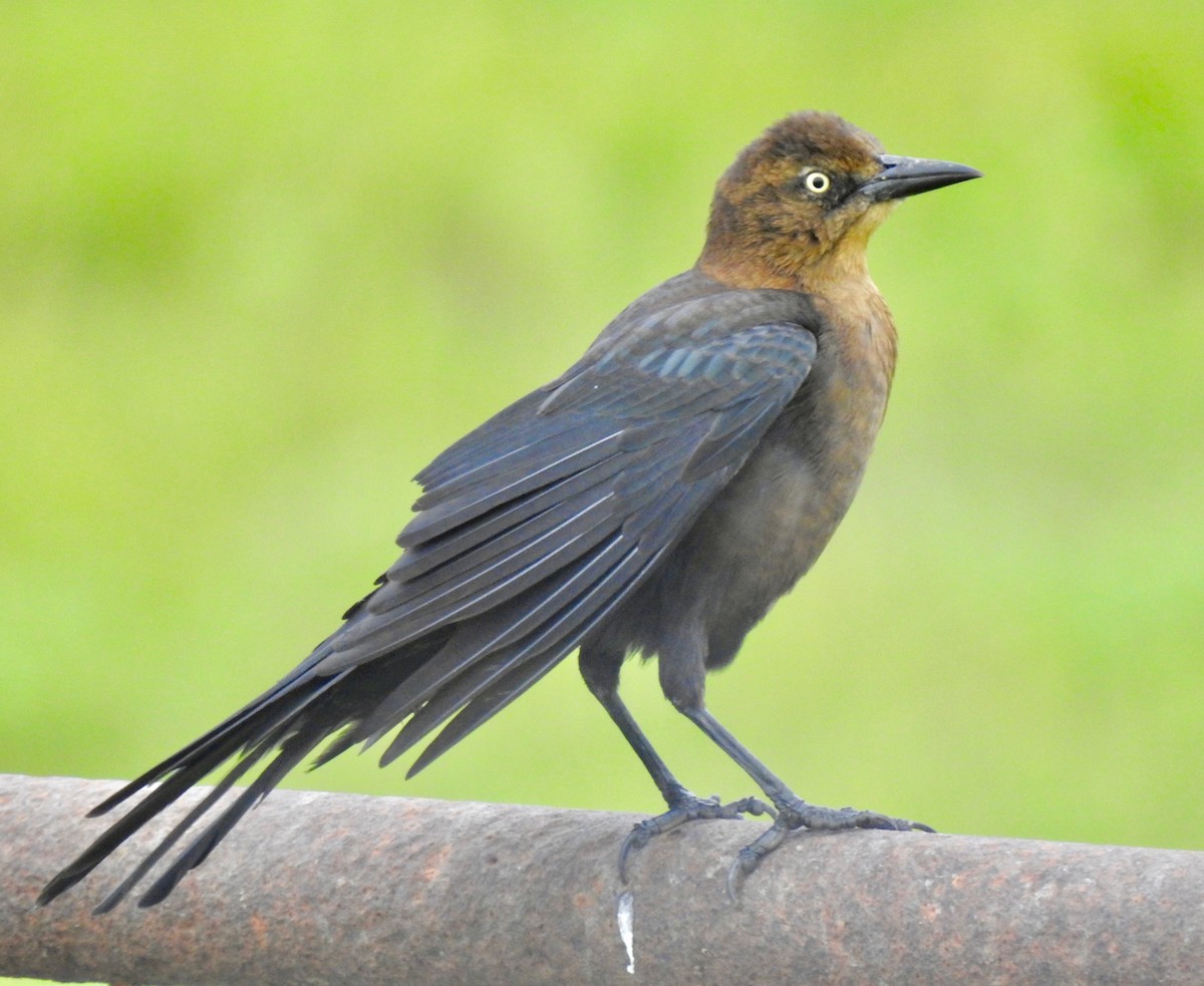 Great-tailed Grackle - ML181160041
