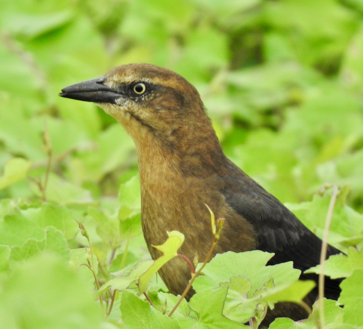 Great-tailed Grackle - ML181160051