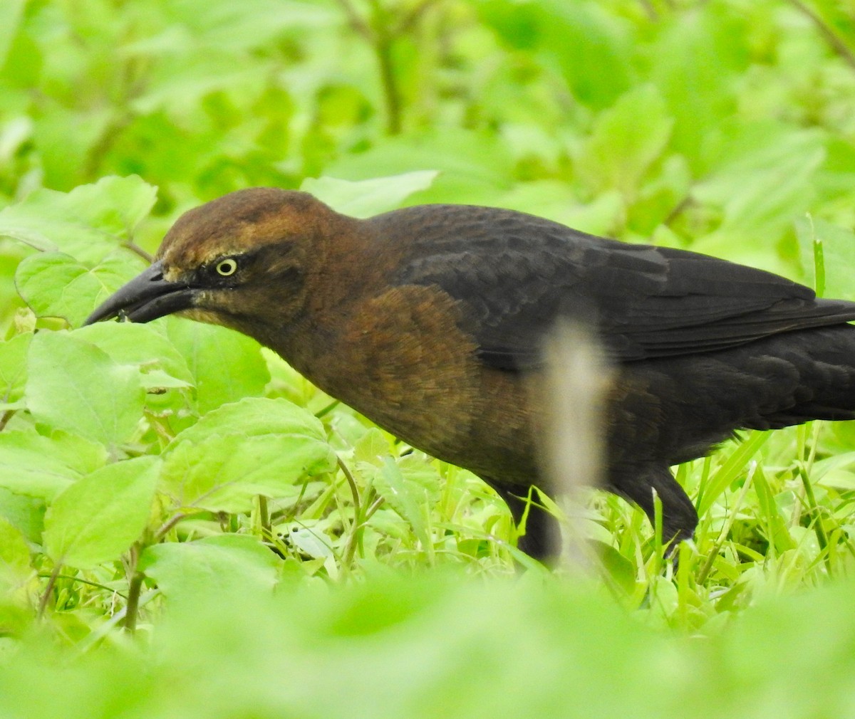 Great-tailed Grackle - ML181160061