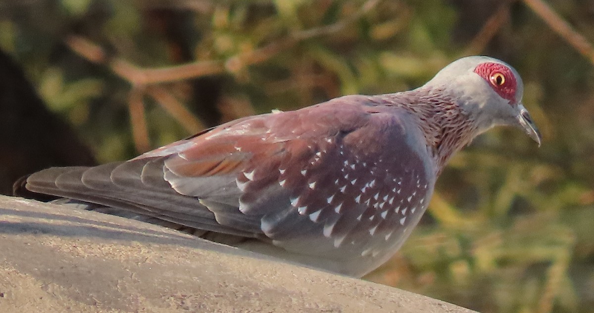 Speckled Pigeon - Randy Morgan