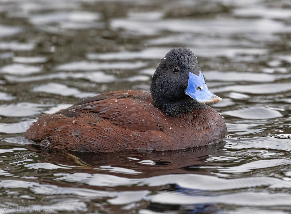 Blue-billed Duck - Jill Duncan &  Ken Bissett