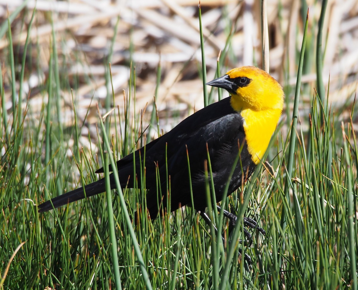 Yellow-headed Blackbird - Mark Stevenson