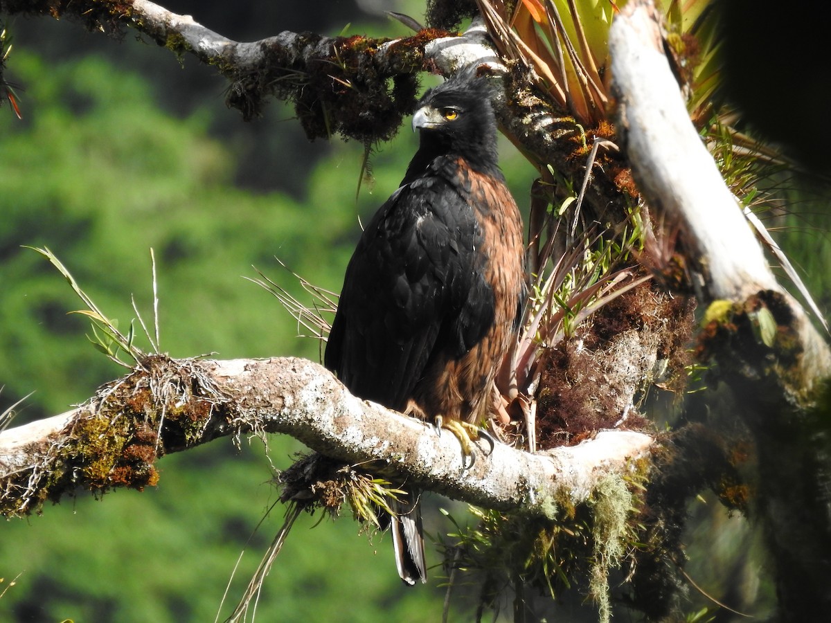 Black-and-chestnut Eagle - Marcelo Quipo
