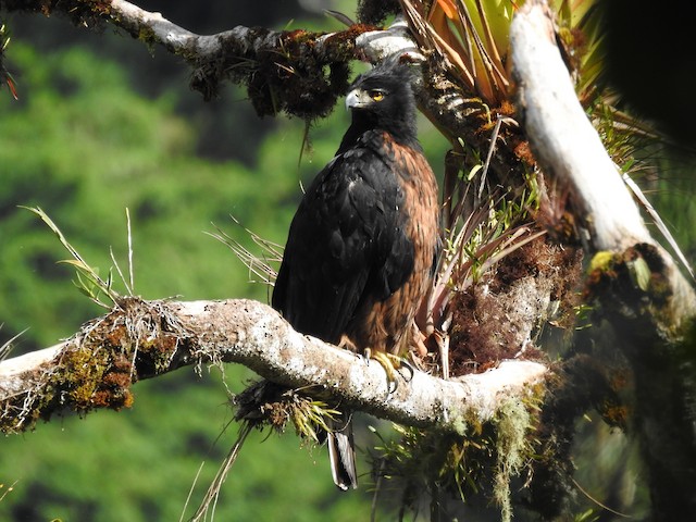 Adult Black-and-chestnut Eagle (<em>Spizaetus isidori</em>). - Black-and-chestnut Eagle - 