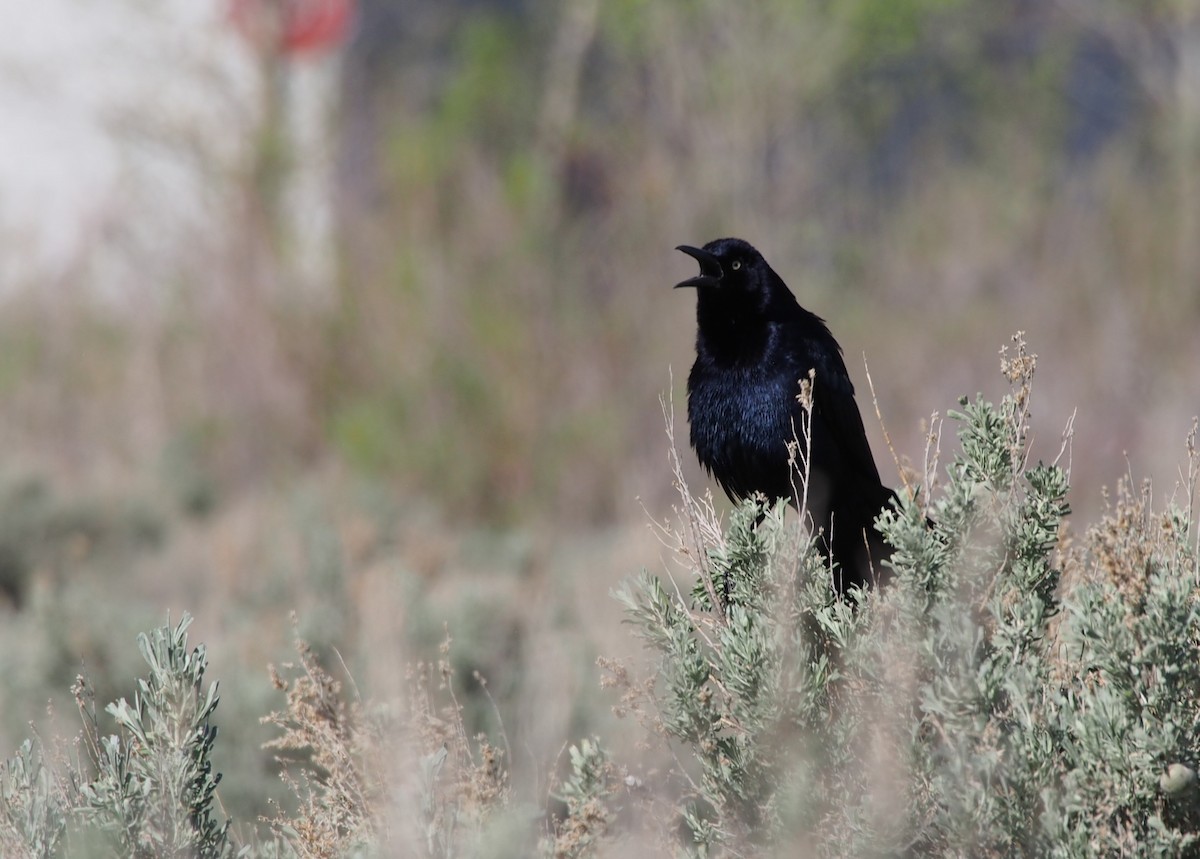Great-tailed Grackle - ML181174001