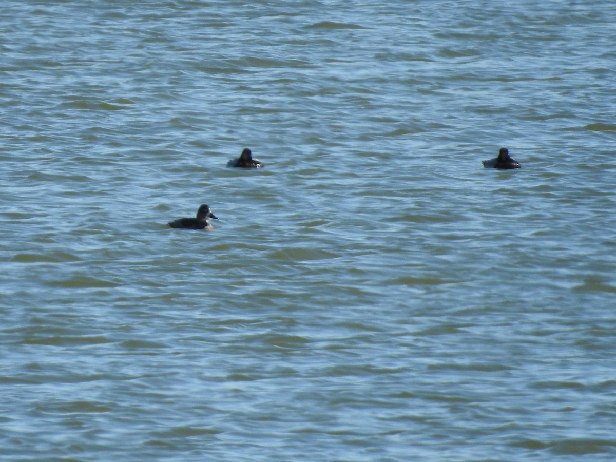 Greater Scaup - ML181174491