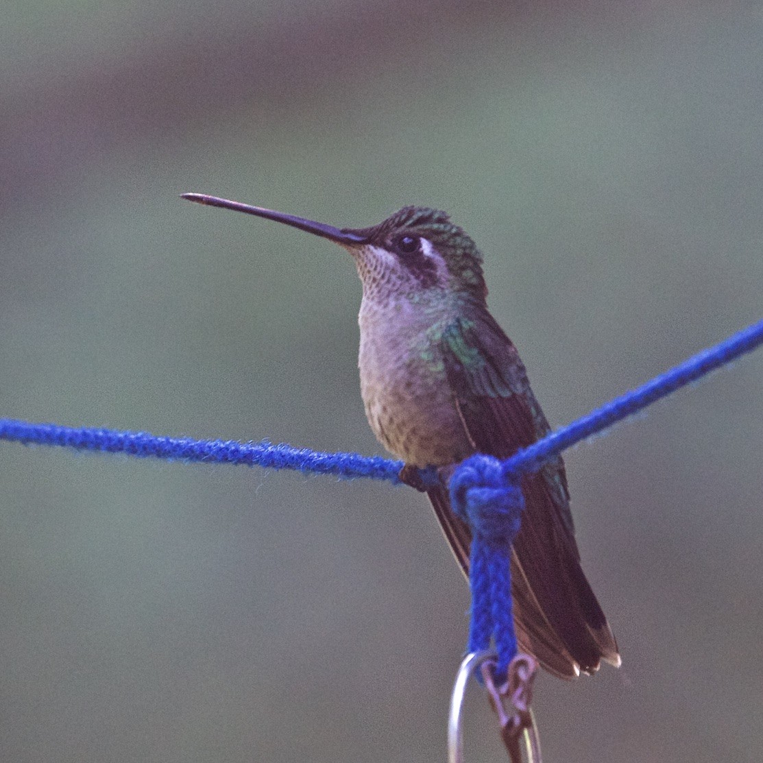 Rivoli's Hummingbird - Ed Harper