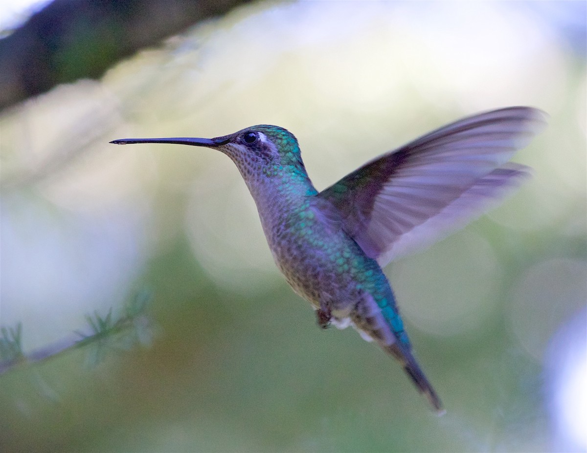 Rivoli's Hummingbird - Ed Harper