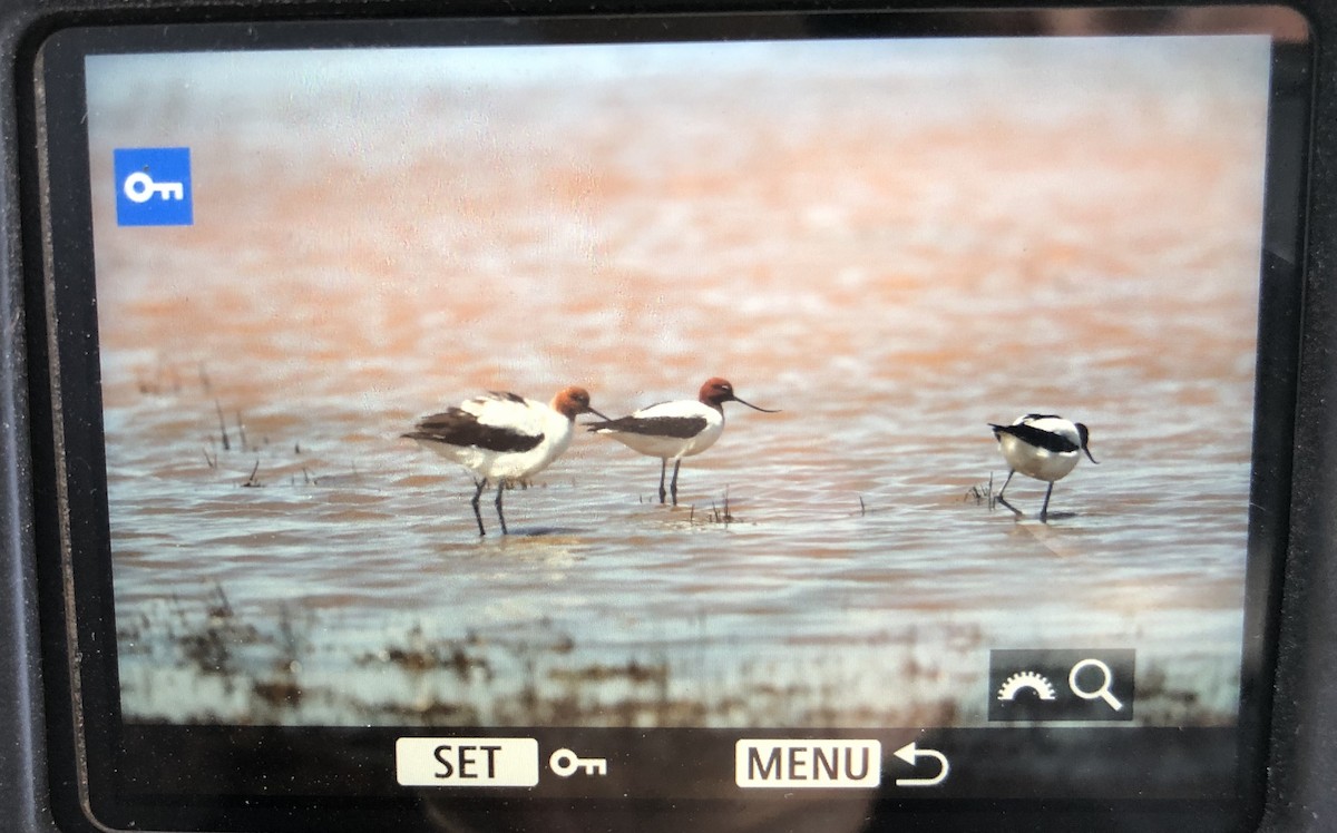 Red-necked Avocet - Laurie Ross | Tracks Birding & Photography Tours