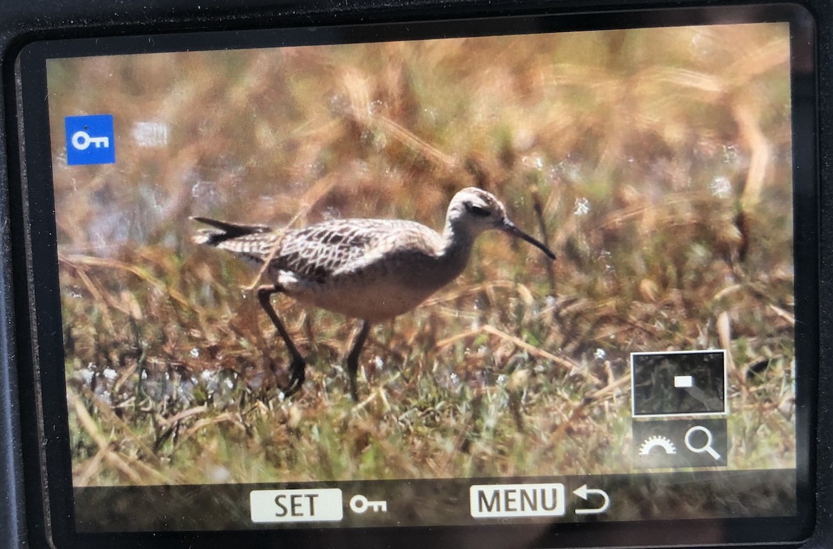 Little Curlew - ML181175211