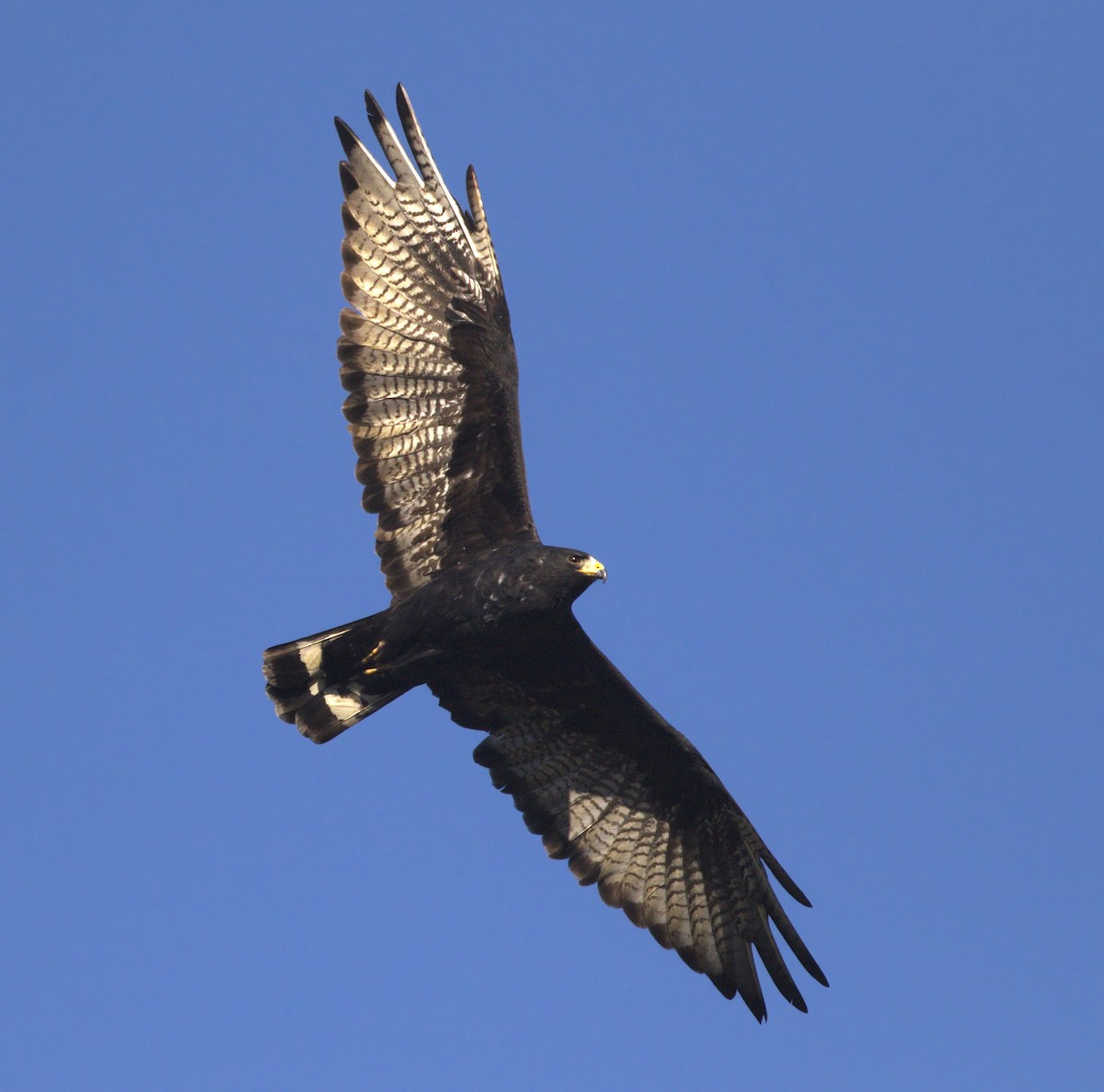 Zone-tailed Hawk - Iris Kilpatrick