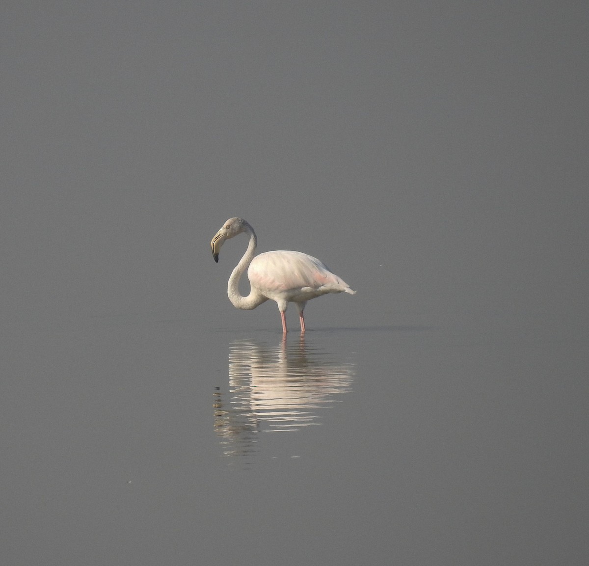 Greater Flamingo - Sahana M