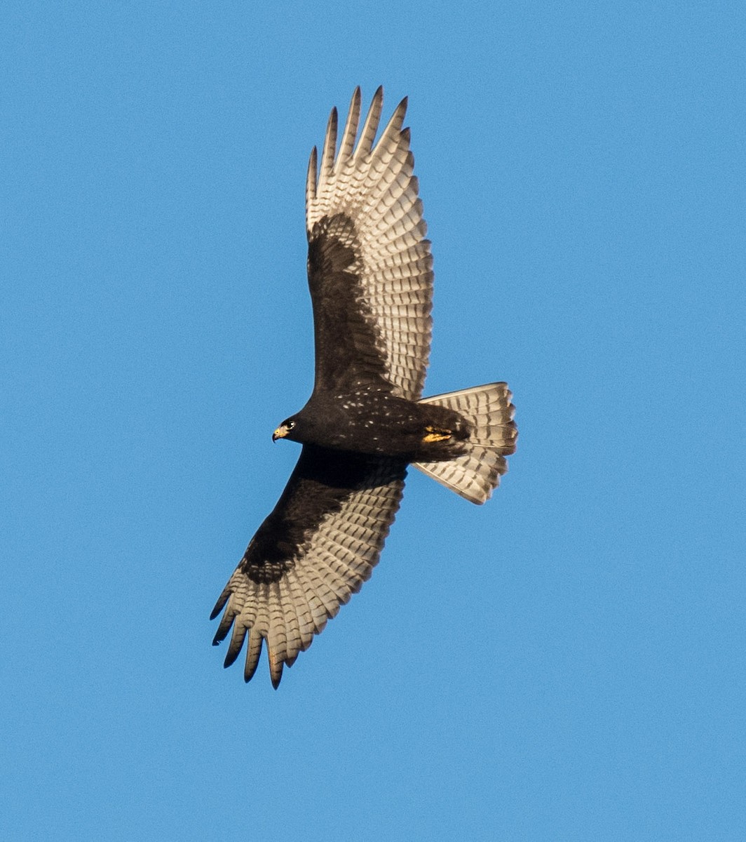 Zone-tailed Hawk - ML181182031