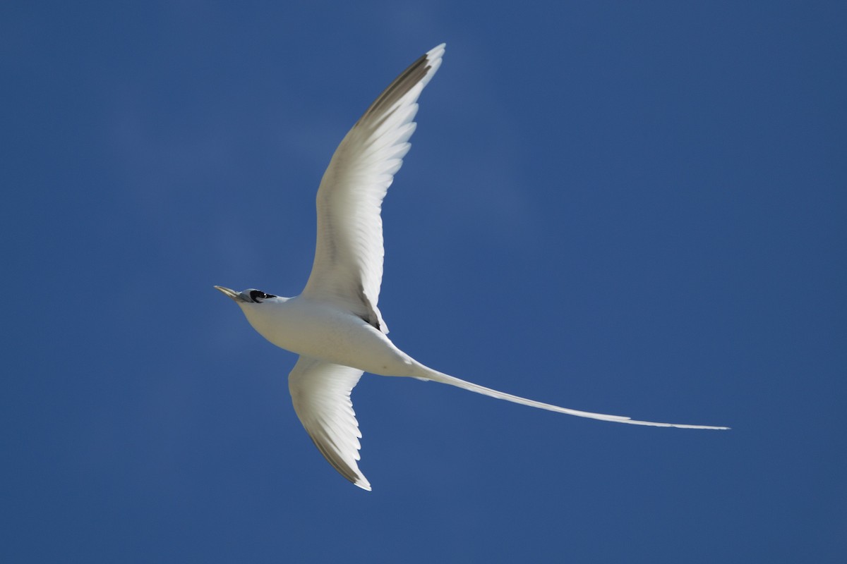 White-tailed Tropicbird - ML181183731