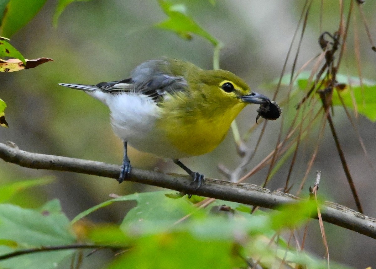 Yellow-throated Vireo - Ann Stinely