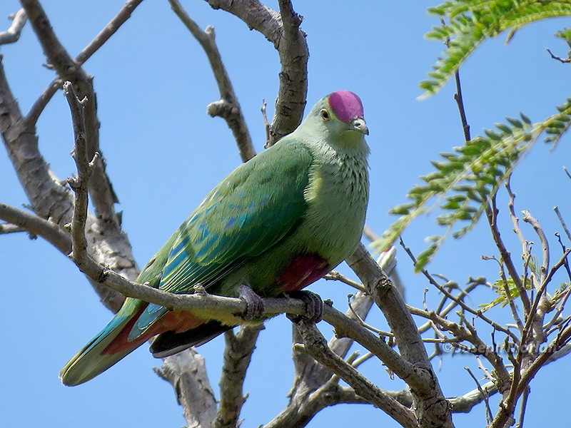 Red-bellied Fruit-Dove - ML181184901